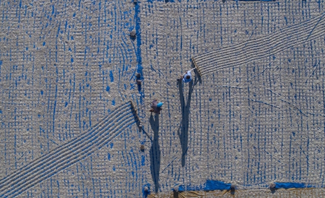 Lezzetini Erciyes Dağı'nın tüflü topraklarından alan tomarza kabak çekirdeği